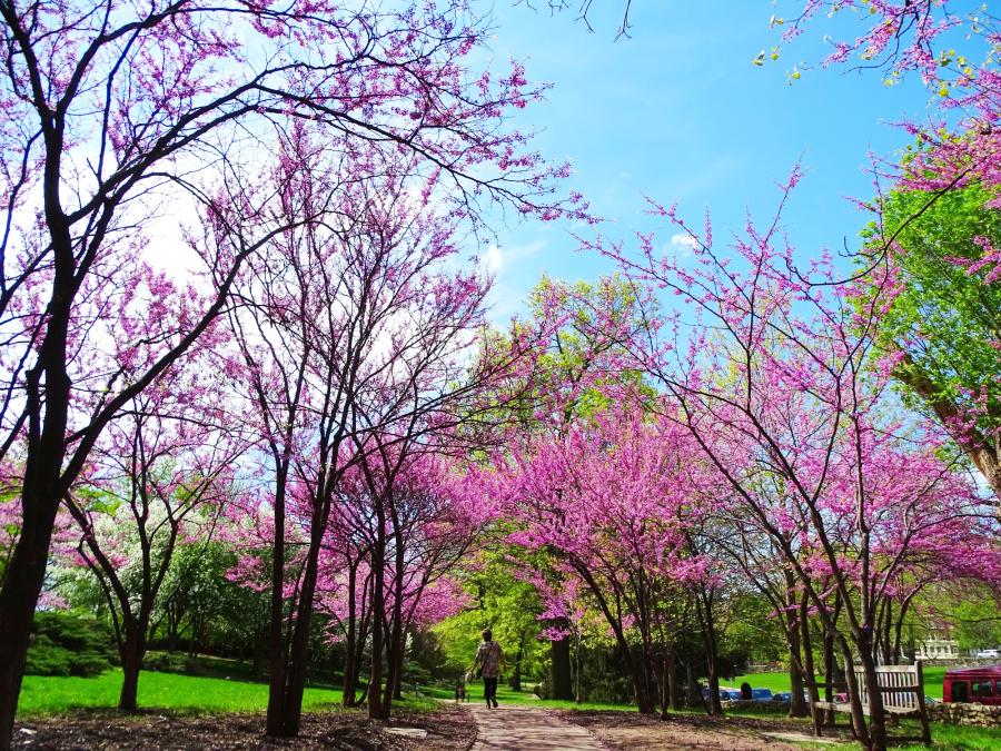 Southmoreland Park blooming with spring colors